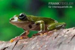 Grüner Riedfrosch, Hyperolius Fusciventris -Bestes Reptilien Geschäft Gruener Riedfrosch Hyperolius fusciventris 3