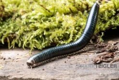 Grüngelber Tausendfüßer, Aulacobolus Sp. „Green-Yellow“ -Bestes Reptilien Geschäft Gruengelber Tausendfuesser Aulacobolus sp Green Yellow 3