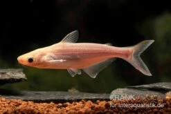 Haiwels Gold, Pangasius Sutchi