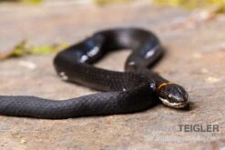 Halsbandnatter, Diadophis Punctatus -Bestes Reptilien Geschäft Halsbandnatter Diadophis punctatus 3