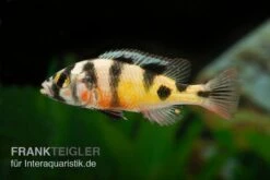 Haplochromis Spec. ZEBRA OBLIQUIDENS, DNZ