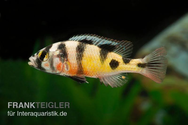 Haplochromis Spec. ZEBRA OBLIQUIDENS, DNZ 1 Haplochromis Spec. ZEBRA OBLIQUIDENS, DNZ