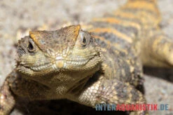 Hardun, Laudakia Stellio Brachydactyla -Bestes Reptilien Geschäft Hardun Laudakia stellio brachydactyla 3