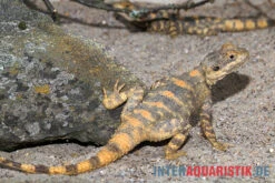 Hardun, Laudakia Stellio Brachydactyla -Bestes Reptilien Geschäft Hardun Laudakia stellio brachydactyla 4