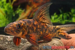 Harlekin-Fransenlipper, Labeo Cyclorhynchus