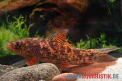 Harlekin-Fransenlipper, Labeo Cyclorhynchus -Bestes Reptilien Geschäft Harlekin Fransenlipper Labeo cyclorhynchus neu 3