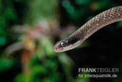 Herald-Schlange, Crotaphopeltis Hotamboeia -Bestes Reptilien Geschäft Herald Schlange Crotaphopeltis hotamboeia