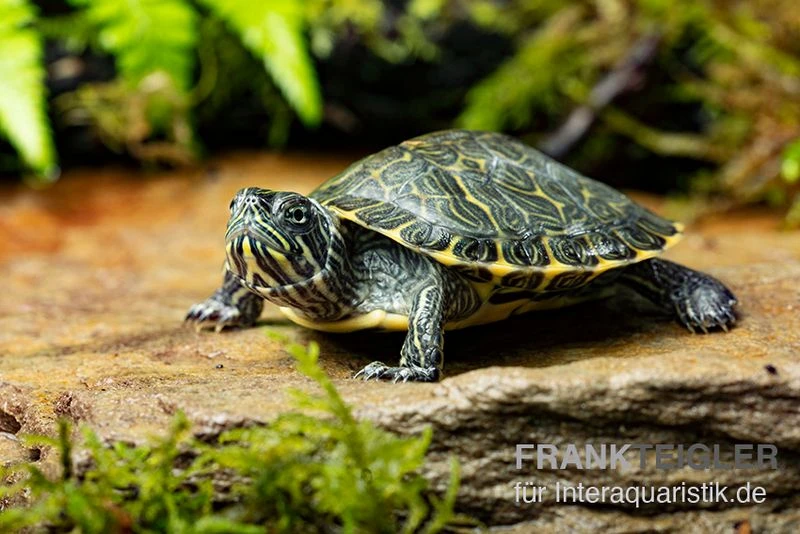 Hieroglyphen-Schmuckschildkröte, Pseudemys Concinna Concinna FZ 1 Hieroglyphen-Schmuckschildkröte, Pseudemys Concinna Concinna FZ