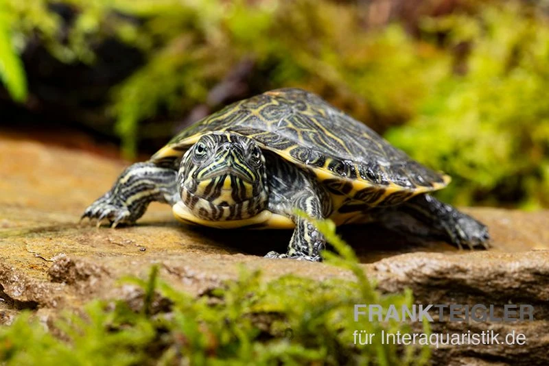 Hieroglyphen-Schmuckschildkröte, Pseudemys Concinna Concinna FZ 2 Hieroglyphen-Schmuckschildkröte, Pseudemys Concinna Concinna FZ – Bild 2