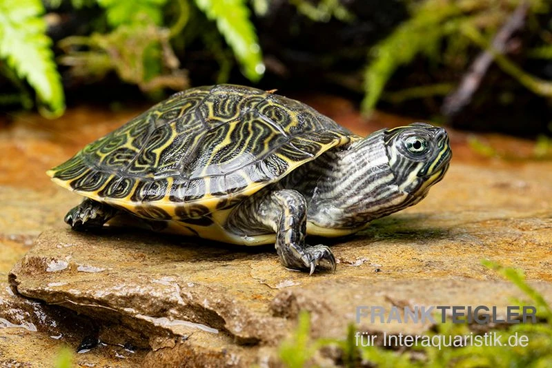 Hieroglyphen-Schmuckschildkröte, Pseudemys Concinna Concinna FZ 3 Hieroglyphen-Schmuckschildkröte, Pseudemys Concinna Concinna FZ – Bild 3