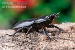 Hirschkäfer, Dorcus Alcides 12 Hirschkäfer, Dorcus Alcides -Bestes Reptilien Geschäft Hirschkaefer Dorcus alcides 5