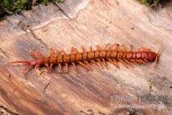 Hundertfüßer, Scolopendra Subspinipes "Malay Red Cherry" -Bestes Reptilien Geschäft Hundertfuesser Scolopendra subspinipes Malay Red Cherry 1