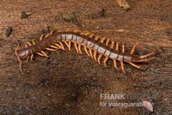 Hundertfüßer, Scolopendra Subspinipes "Thai-Red-Dragon" 5 Hundertfüßer, Scolopendra Subspinipes "Thai-Red-Dragon" -Bestes Reptilien Geschäft Hundertfuesser Scolopendra subspinipes ThaiRedDragon 03