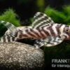 Zebra-Harnischwels, Hypancistrus Spec. L173b "NEW ZEBRA", 4-5 Cm