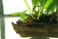 Bundle Große Putz-Truppe: 5 X Rennschnecke + 2 X Tylomelania + 6 X Amanogarnele 15 Bundle Große Putz-Truppe: 5 X Rennschnecke + 2 X Tylomelania + 6 X Amanogarnele -Bestes Reptilien Geschäft IMG 0289