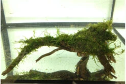 Bundle Scaper Truppe: 10 X Crystal Red Garnele + Mangrovenwurzel Mit Moos -Bestes Reptilien Geschäft IMG 0293