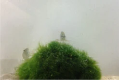 Bundle Große Putz-Truppe: 5 X Rennschnecke + 2 X Tylomelania + 6 X Amanogarnele 10 Bundle Große Putz-Truppe: 5 X Rennschnecke + 2 X Tylomelania + 6 X Amanogarnele -Bestes Reptilien Geschäft IMG 0304