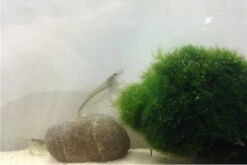 Bundle Große Putz-Truppe: 5 X Rennschnecke + 2 X Tylomelania + 6 X Amanogarnele 11 Bundle Große Putz-Truppe: 5 X Rennschnecke + 2 X Tylomelania + 6 X Amanogarnele -Bestes Reptilien Geschäft IMG 0311