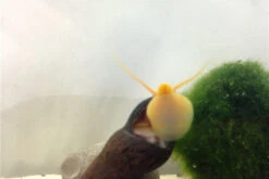 Bundle Große Putz-Truppe: 5 X Rennschnecke + 2 X Tylomelania + 6 X Amanogarnele 12 Bundle Große Putz-Truppe: 5 X Rennschnecke + 2 X Tylomelania + 6 X Amanogarnele -Bestes Reptilien Geschäft IMG 0330