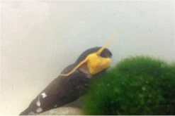 Bundle Große Putz-Truppe: 5 X Rennschnecke + 2 X Tylomelania + 6 X Amanogarnele 13 Bundle Große Putz-Truppe: 5 X Rennschnecke + 2 X Tylomelania + 6 X Amanogarnele -Bestes Reptilien Geschäft IMG 0334