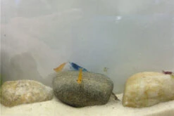 Bundle Bunte Truppe: 10 X Neocaridina Im Farbmix + Javamoos -Bestes Reptilien Geschäft IMG 0352