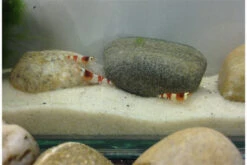 Bundle Scaper Truppe: 10 X Crystal Red Garnele + Mangrovenwurzel Mit Moos -Bestes Reptilien Geschäft IMG 0365