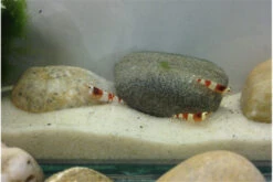 TiBee Starterpack: 5 X Blaue Tigergarnele + 5 X Crystal Red Garnele -Bestes Reptilien Geschäft IMG 0367 1