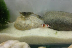 TiBee Starterpack: 5 X Blaue Tigergarnele + 5 X Crystal Red Garnele -Bestes Reptilien Geschäft IMG 0370