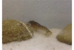 Kleinster Zwergflußkrebs - Cambarellus Diminutus - Paar + Handgemachte Krebshöhle -Bestes Reptilien Geschäft IMG 0479