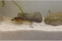 Kleinster Zwergflußkrebs - Cambarellus Diminutus - Paar + Handgemachte Krebshöhle -Bestes Reptilien Geschäft IMG 0481