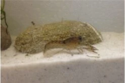 Kleinster Zwergflußkrebs - Cambarellus Diminutus - Paar + Handgemachte Krebshöhle -Bestes Reptilien Geschäft IMG 0485