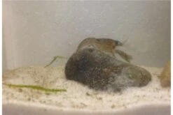 Kleinster Zwergflußkrebs - Cambarellus Diminutus - Paar + Handgemachte Krebshöhle -Bestes Reptilien Geschäft IMG 0487