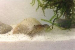 Kleinster Zwergflußkrebs - Cambarellus Diminutus - Paar + Handgemachte Krebshöhle -Bestes Reptilien Geschäft IMG 0488