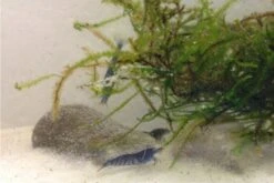 Tiger-Bundle: 10 X Blaue Tigergarnele, Caridina Cf. Cantonensis + Portion Javamoos -Bestes Reptilien Geschäft IMG 0494