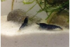 Tiger-Bundle: 10 X Blaue Tigergarnele, Caridina Cf. Cantonensis + Portion Javamoos -Bestes Reptilien Geschäft IMG 0502