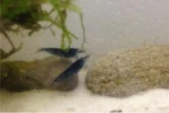 Tiger-Bundle: 10 X Blaue Tigergarnele, Caridina Cf. Cantonensis + Portion Javamoos -Bestes Reptilien Geschäft IMG 0504