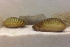 Schwebealgen-Bundle: 2x Ornamentmuscheln + 1 Portion Büschelfarn + 4 Bund-Pflanzen -Bestes Reptilien Geschäft IMG 0509