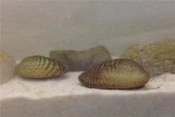 Schwebealgen-Bundle: 2x Ornamentmuscheln + 1 Portion Büschelfarn + 4 Bund-Pflanzen -Bestes Reptilien Geschäft IMG 0510