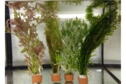 Schwebealgen-Bundle: 2x Ornamentmuscheln + 1 Portion Büschelfarn + 4 Bund-Pflanzen -Bestes Reptilien Geschäft IMG 0520