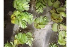 Schwebealgen-Bundle: 2x Ornamentmuscheln + 1 Portion Büschelfarn + 4 Bund-Pflanzen -Bestes Reptilien Geschäft IMG 0523