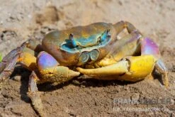 Indonesische Riesenlandkrabbe, Cardisoma Carnifex