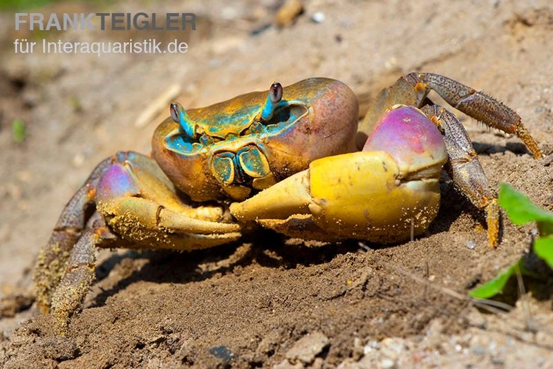 Indonesische Riesenlandkrabbe, Cardisoma Carnifex 3 Indonesische Riesenlandkrabbe, Cardisoma Carnifex – Bild 3
