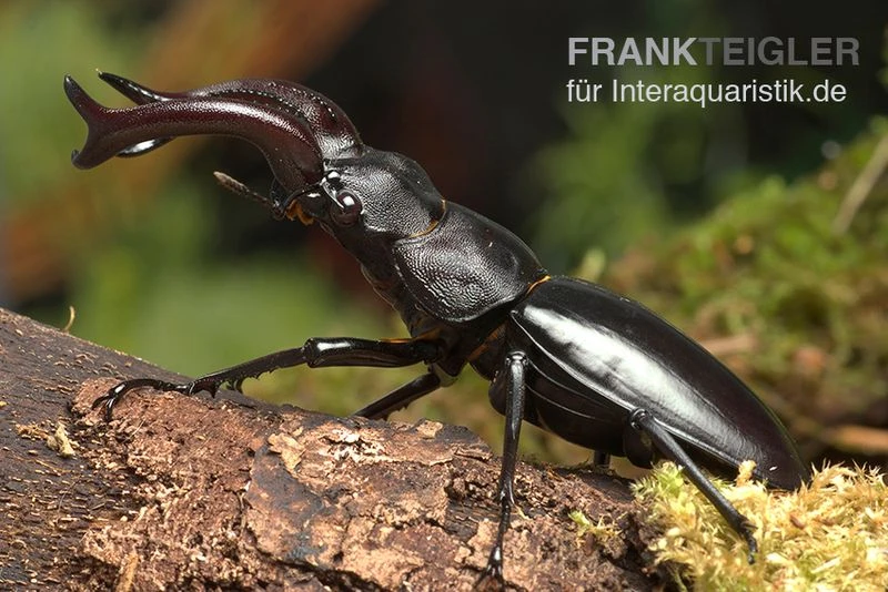 Java-Hirschkäfer, Hexarthrius Buqueti 1 Java-Hirschkäfer, Hexarthrius Buqueti