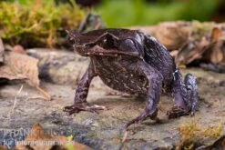 Java Zipfelfrosch, Megophrys Montana -Bestes Reptilien Geschäft Java Zipfelfrosch Megophrys montana 3