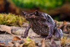 Java Zipfelfrosch, Megophrys Montana -Bestes Reptilien Geschäft Java Zipfelfrosch Megophrys montana 4