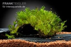 Oranger Zwergflußkrebs - Cambarellus CPO-Paar + Bepflanzte Kokosnusshöhle -Bestes Reptilien Geschäft Javamoos Vesicularia dubyana auf Kokosnusshoehle neu 2