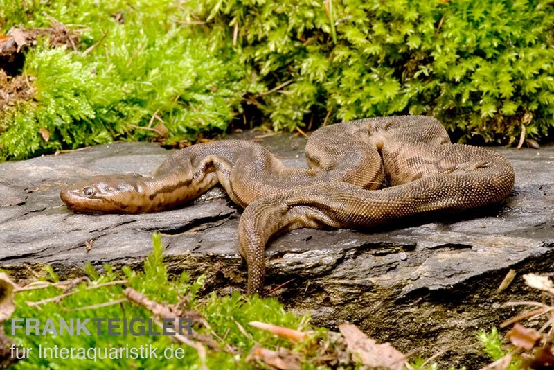 Javanische Warzenschlange, Acrochordus Javanicus 1 Javanische Warzenschlange, Acrochordus Javanicus