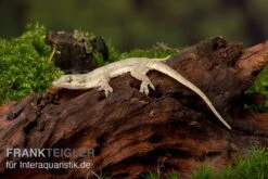 Jungferngecko, Lepidodactylus Lugubris -Bestes Reptilien Geschäft Jungferngecko Lepidodactylus lugubris1