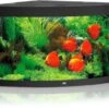 Juwel Aquarium Trigon 350 LED, Schwarz
