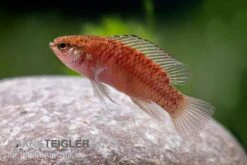 Kajal-Zwergblaubarsch, Dario Kajal (paarweise) -Bestes Reptilien Geschäft Kajal Zwergblaubarsch Dario kajal 3